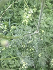 Anthriscus sylvestris