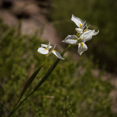 Moraea albicuspa