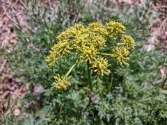 Lomatium grayi
