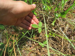 Tephrosia spicata