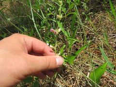 Tephrosia spicata