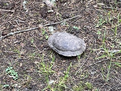Actinemys marmorata
