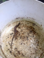 Diploglossidae