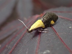 Oecophora bractella