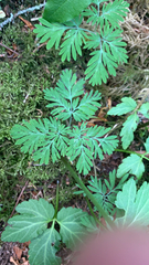 Dicentra canadensis