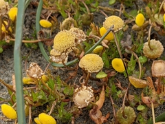 Coronopifolia