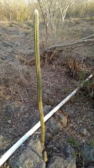 Pilosocereus gaumeri