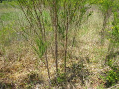 Hypericum fasciculatum