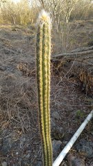 Pilosocereus gaumeri