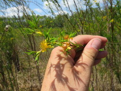 Hypericum fasciculatum