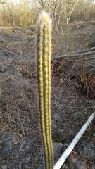 Pilosocereus gaumeri