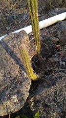 Pilosocereus gaumeri