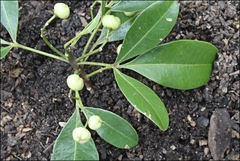 Acronychia oblongifolia