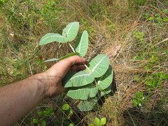 Asclepias humistrata image
