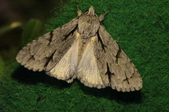 Acronicta psi