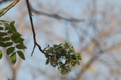 Albizia occidentalis