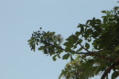 Albizia occidentalis