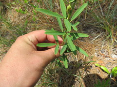 Desmodium strictum