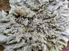 Physcia biziana