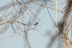 Cyanocompsa parellina