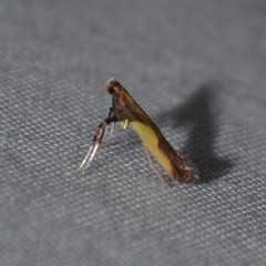 Caloptilia superbifrontella