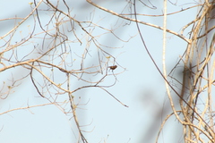 Cyanocompsa parellina