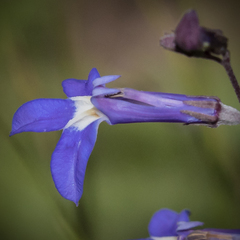 Lobelia preslii