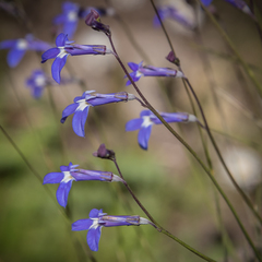 Lobelia preslii