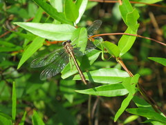 Phanogomphus minutus