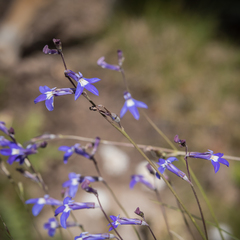 Lobelia preslii