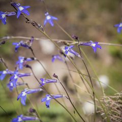 Lobelia preslii