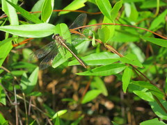 Phanogomphus minutus