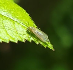 Diptera
