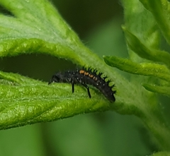 Harmonia axyridis