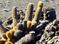 Brachycereus nesioticus