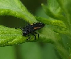 Harmonia axyridis