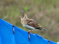 Alauda arvensis japonica