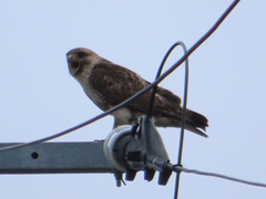 Buteo japonicus