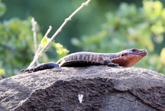 Matobosaurus validus