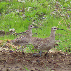 Numenius phaeopus