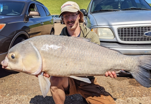 Bigmouth buffalo (Ictiobus cyprinellus) — Catostomidae — 2