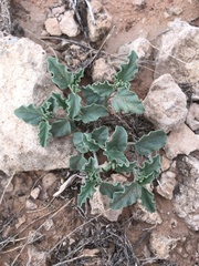 Acleisanthes diffusa