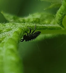 Harmonia axyridis