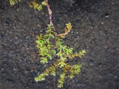 Euphorbia amplexicaulis