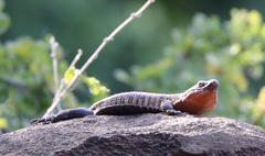 Matobosaurus validus