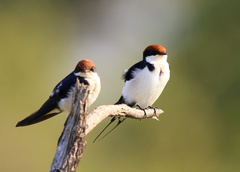 Hirundo smithii smithii