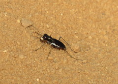 Cicindela abdominalis
