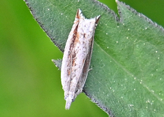Ancylis goodelliana