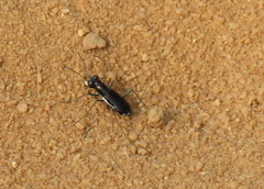 Cicindela abdominalis