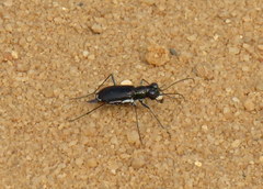 Cicindela abdominalis